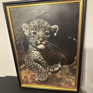 Baby leopard picture